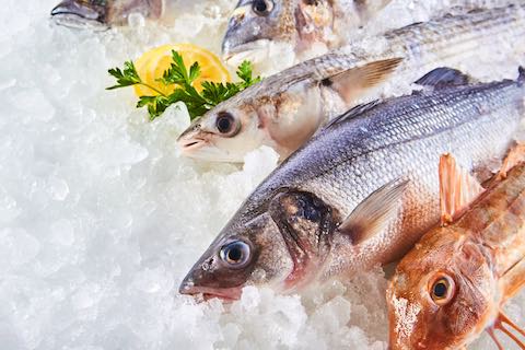 Poisson congelé OTIS Afrifoods S.A. Vente Afrique